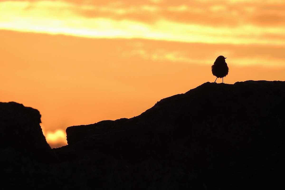 animal silhouette photography of bird during golden hour nature