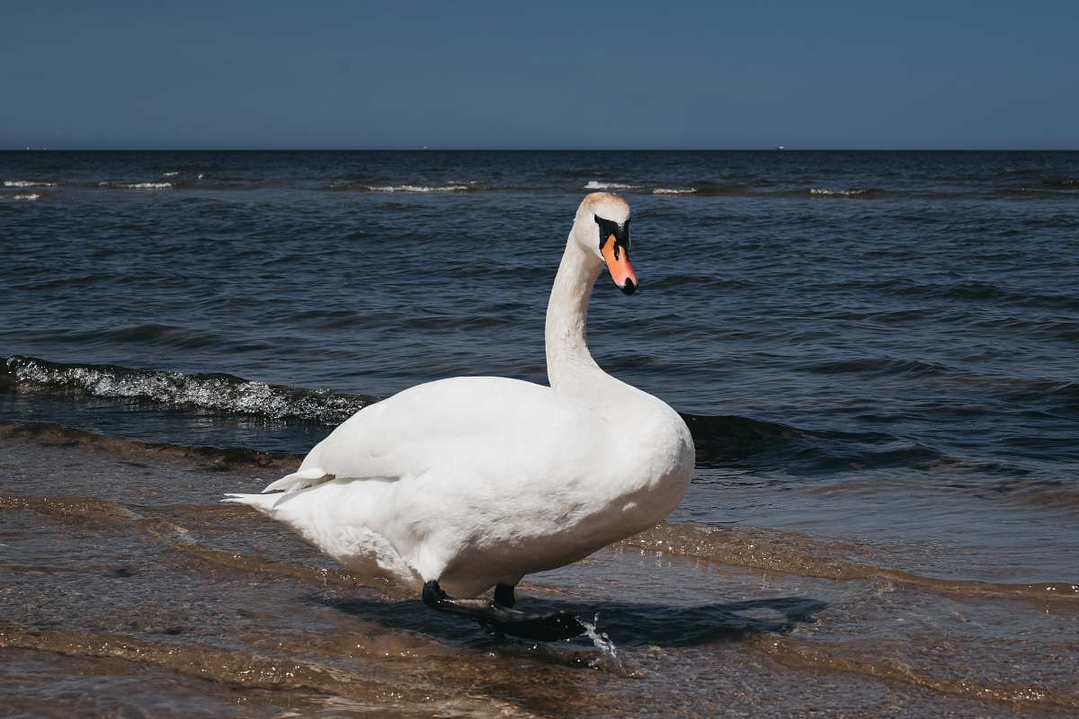 animal swan on seashore grey