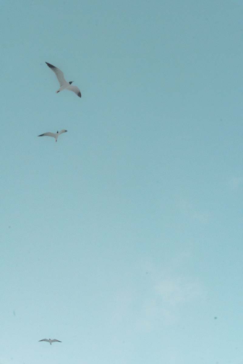 animal three birds lying on the sky grey