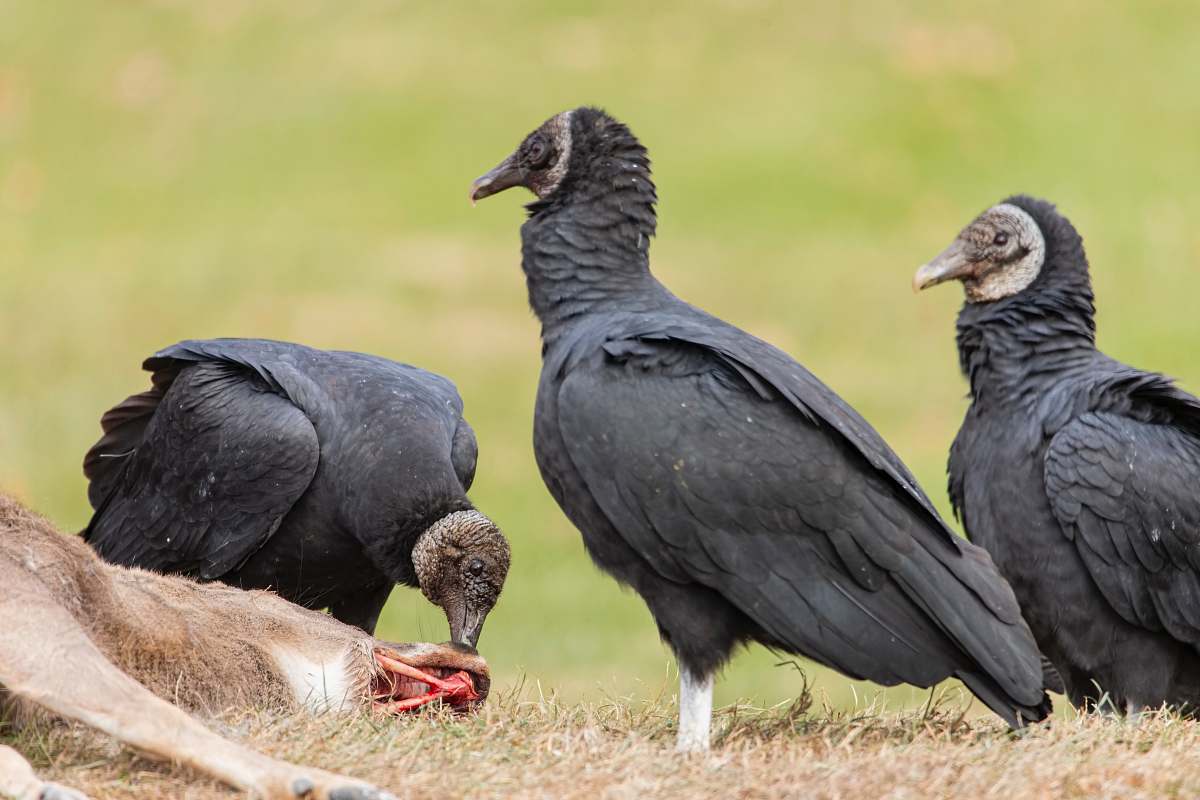 animal three black birds vulture