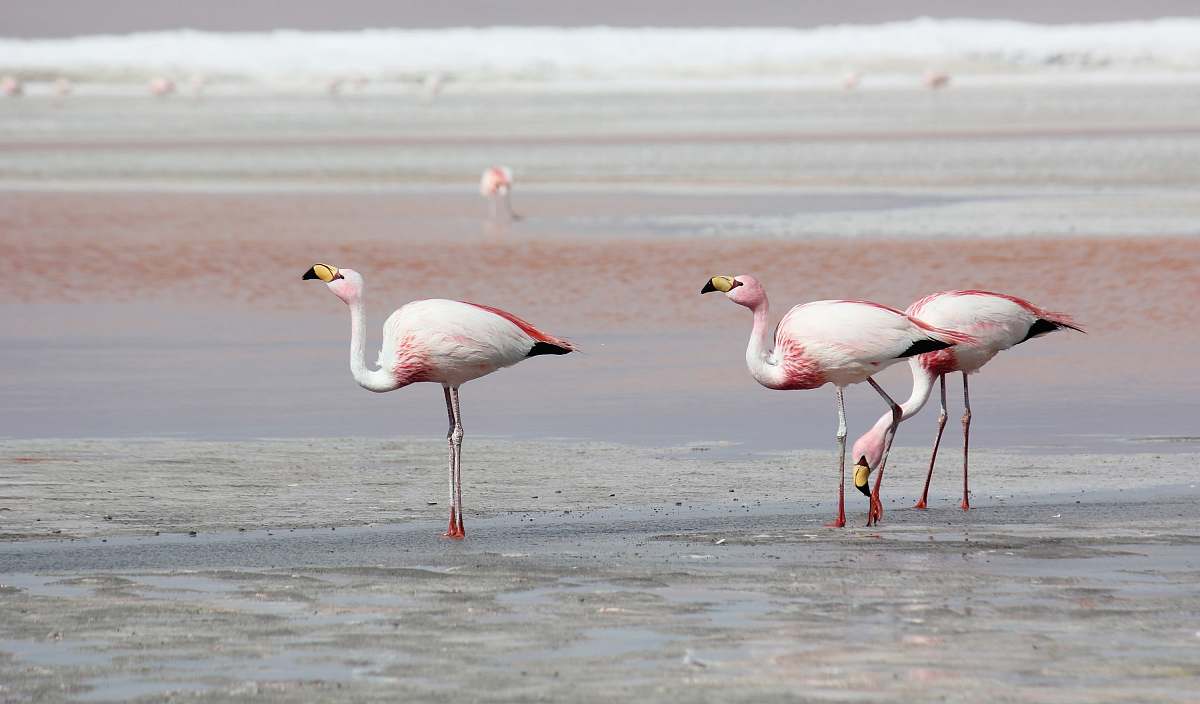 animal three flamingos flock