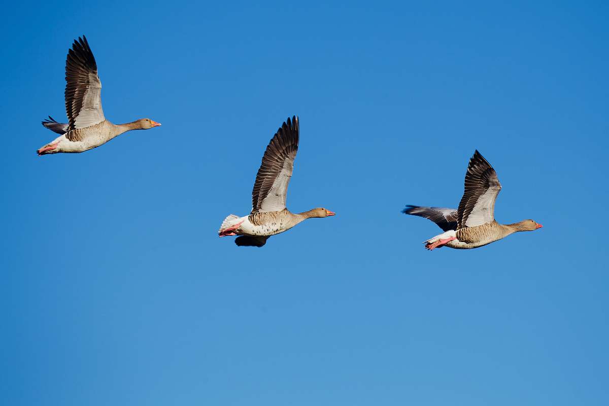 animal three gray seagulls in flight flying