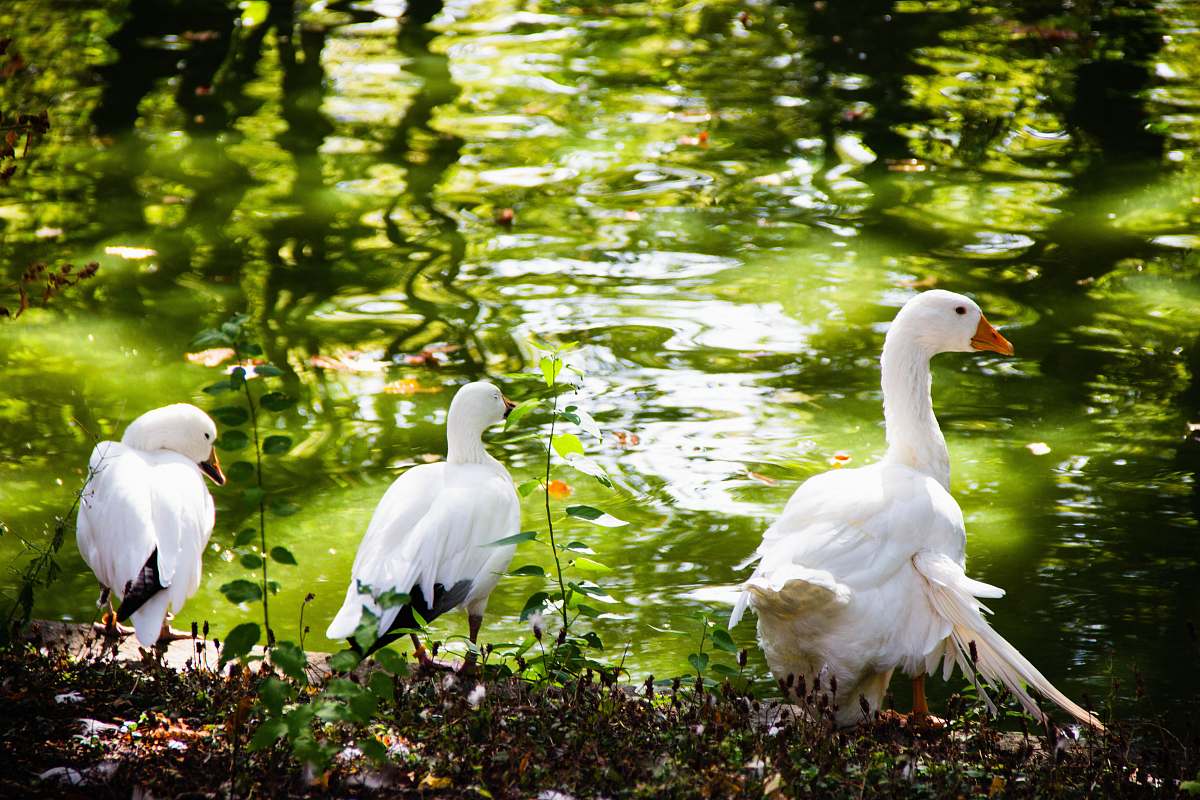 animal three white swans bordeaux