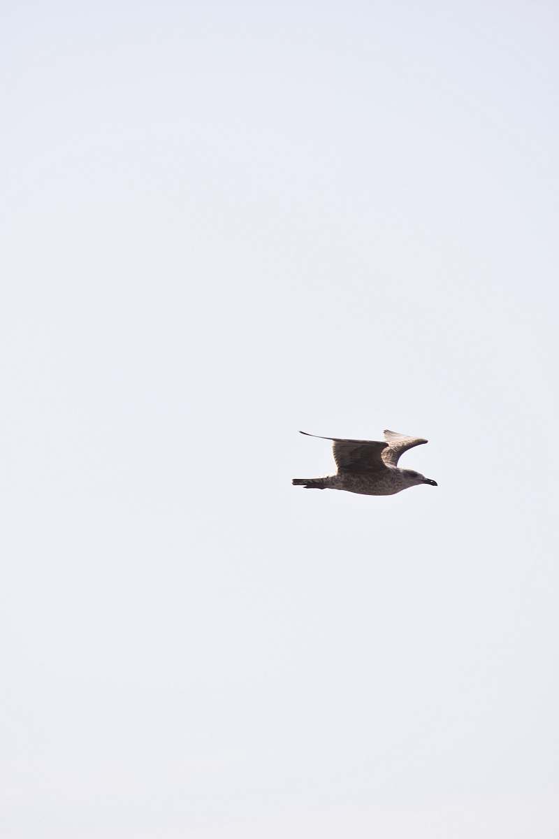 animal time-lapse photography of a bird in flight flying
