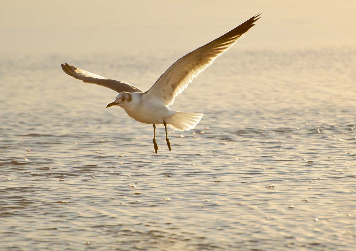 animal time-lapse photography of a flying seagull seagull