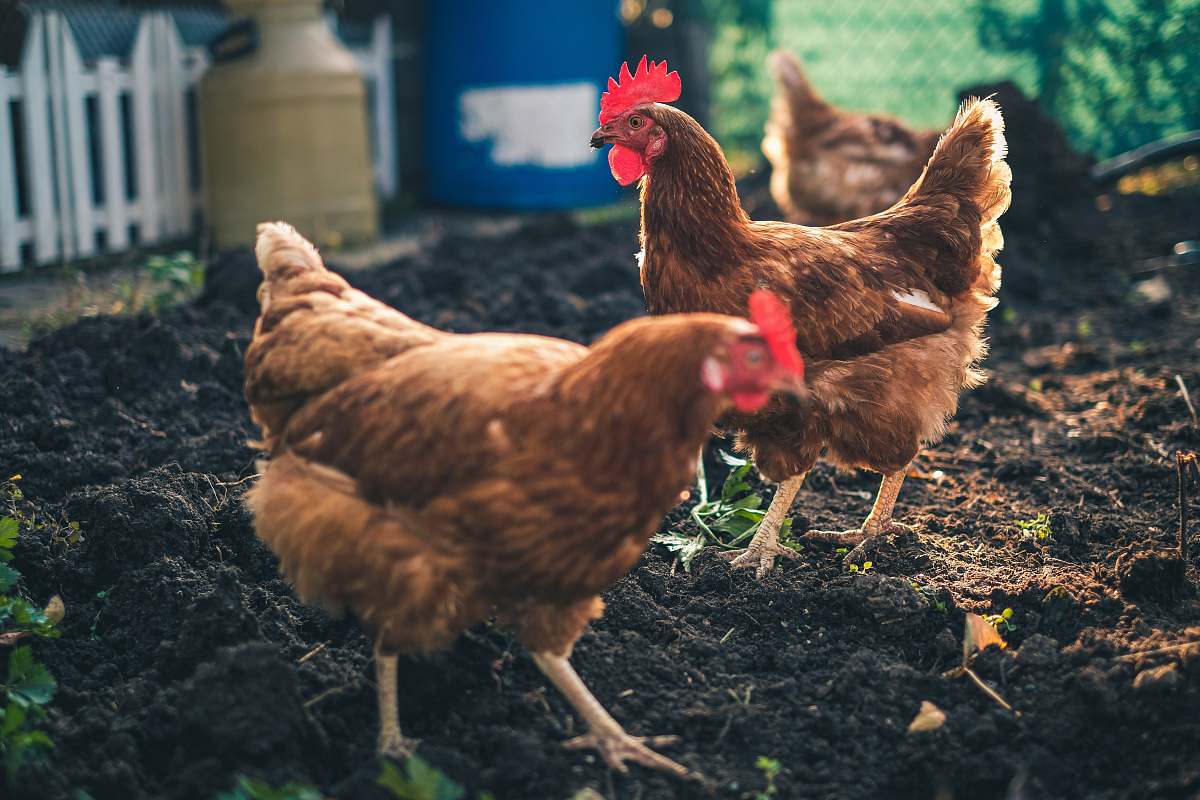 poultry two brown chickens fowl
