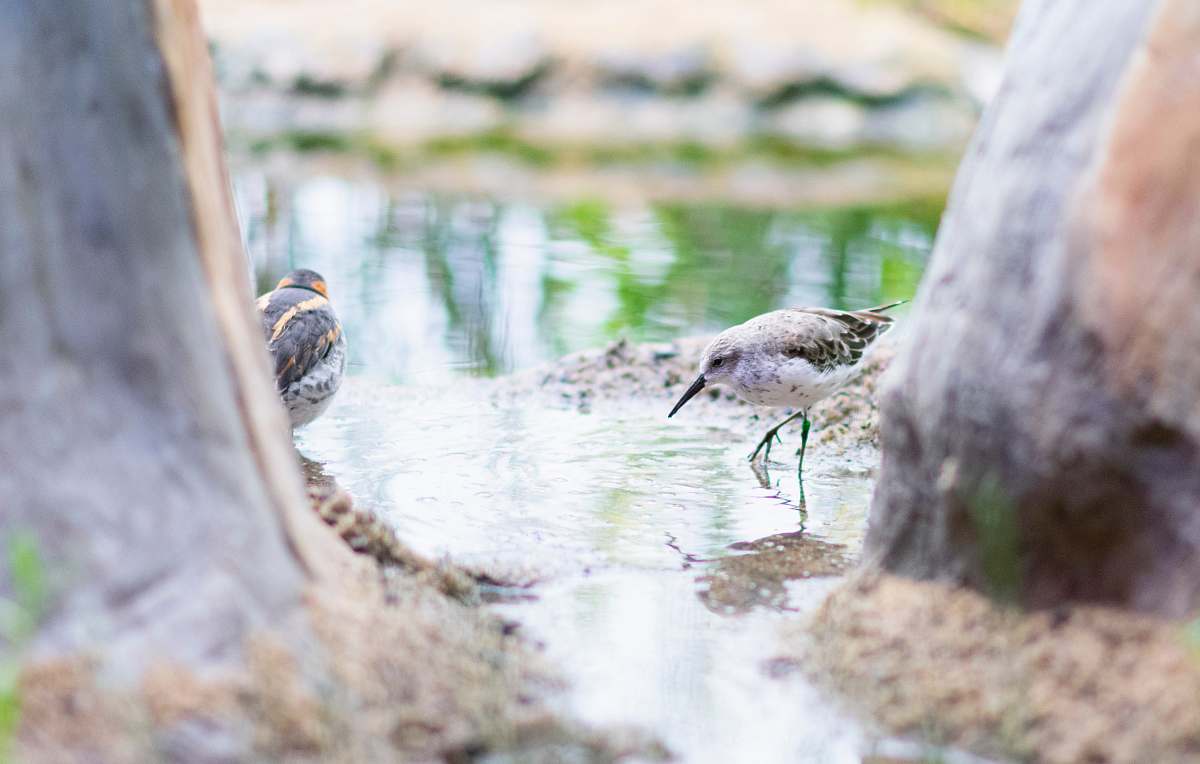 animal two gray birds water