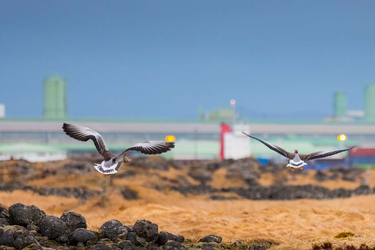 animal two gray birds flying during daytime flying