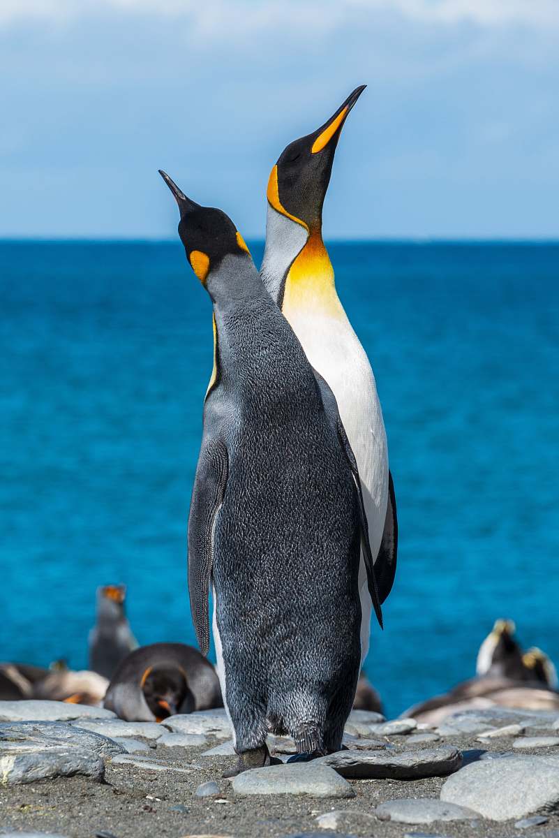 animal two penguins on seashore during daytime penguin