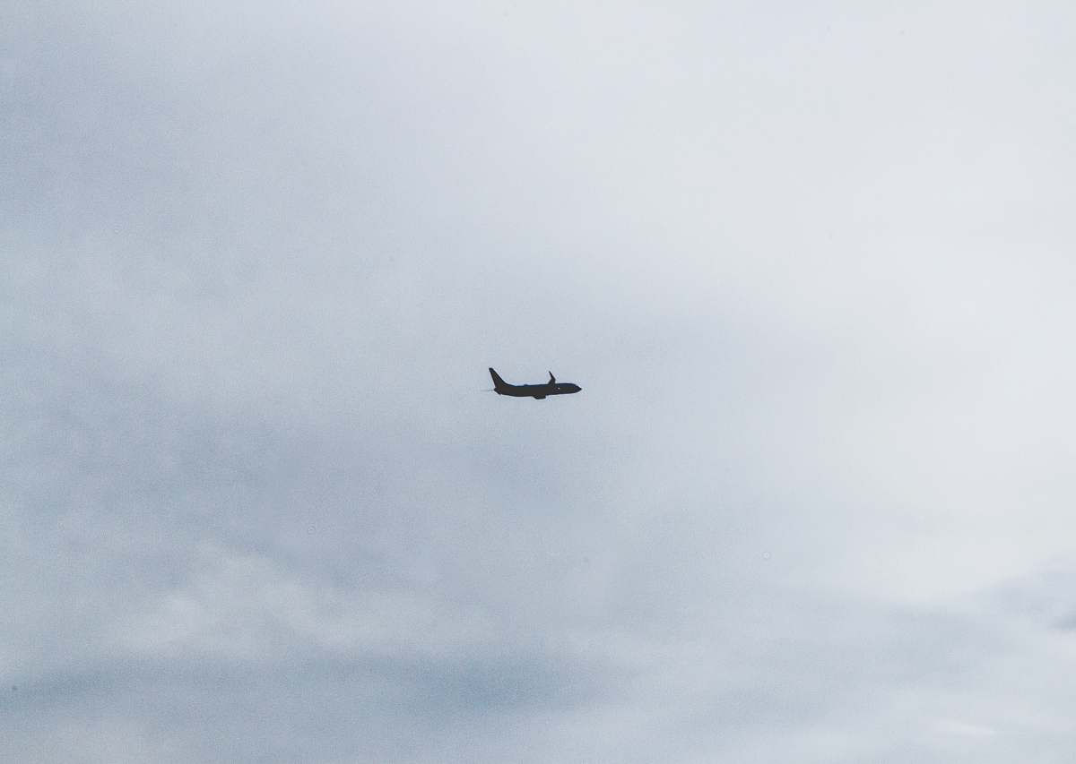 animal white air liner photograph flying