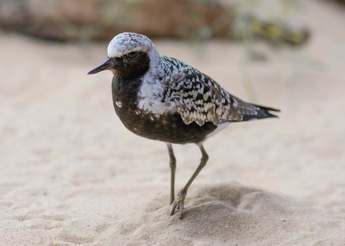 animal white and black bird beak
