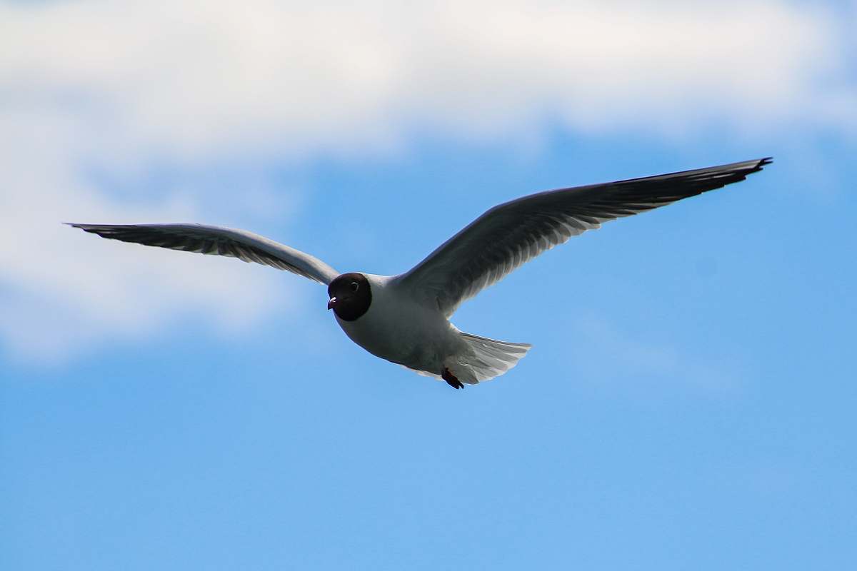 animal white and black bird close-up photography flying