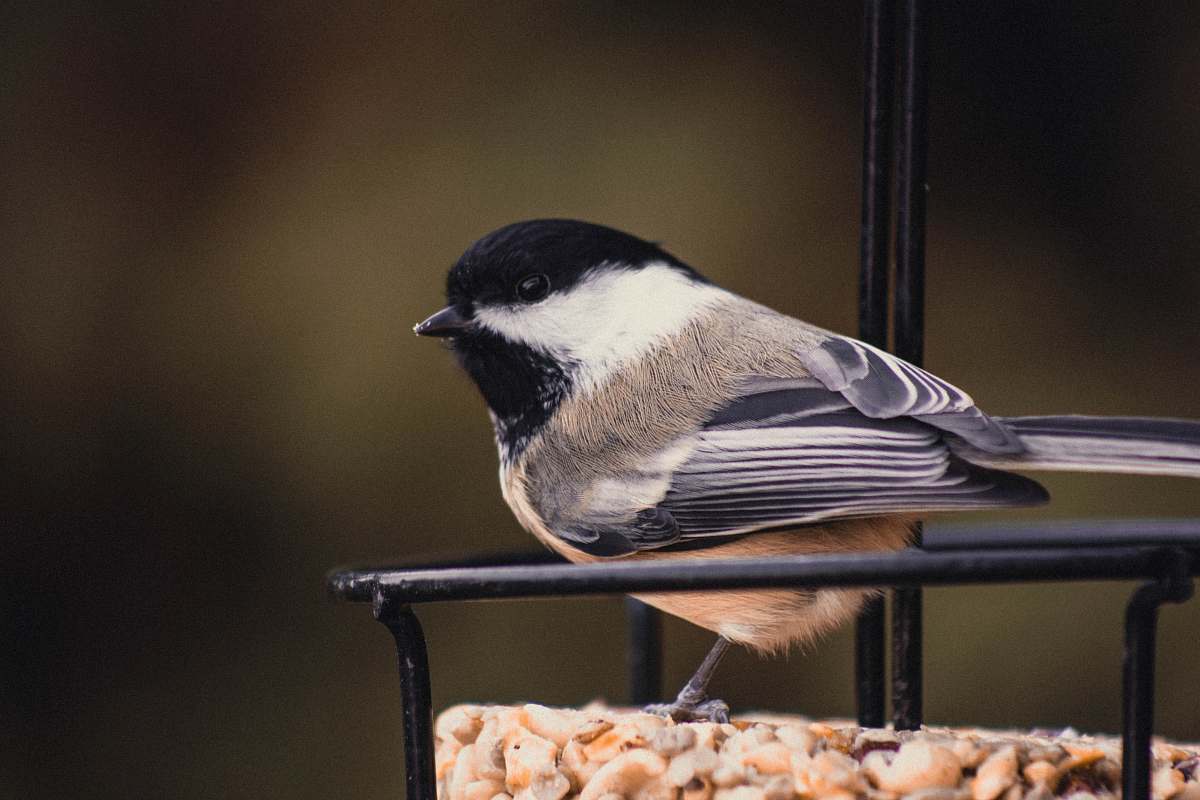 animal white and black bird on black surface beak