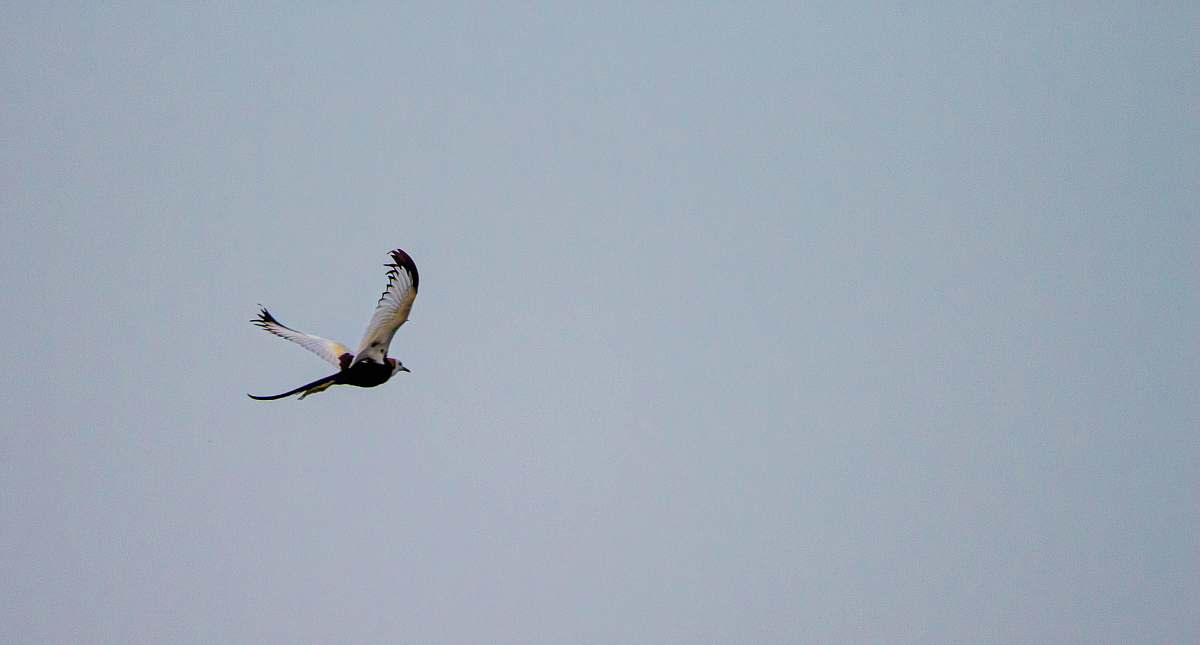 flying white and black bird on focus photography grey