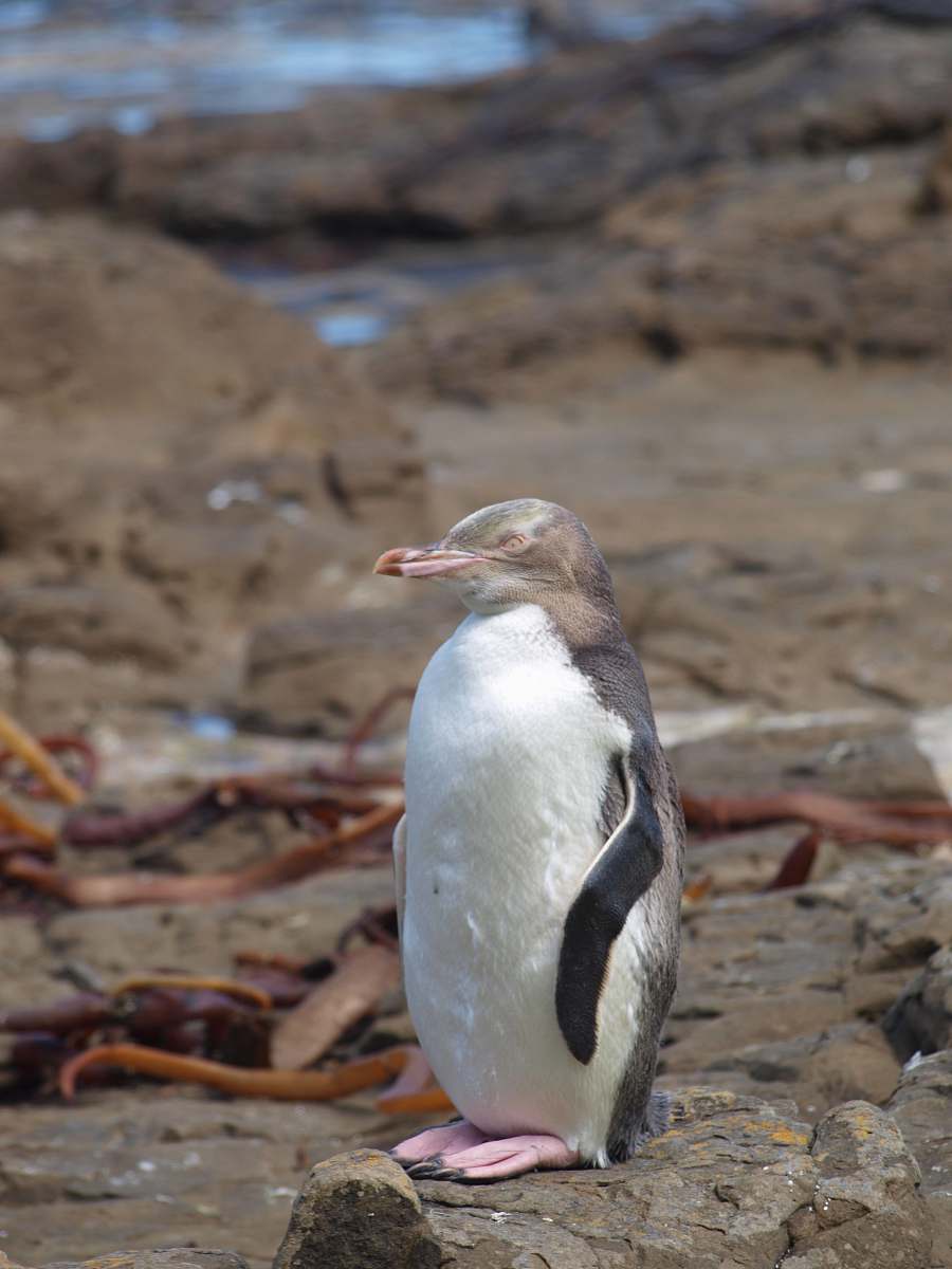 animal white and black penguin penguin