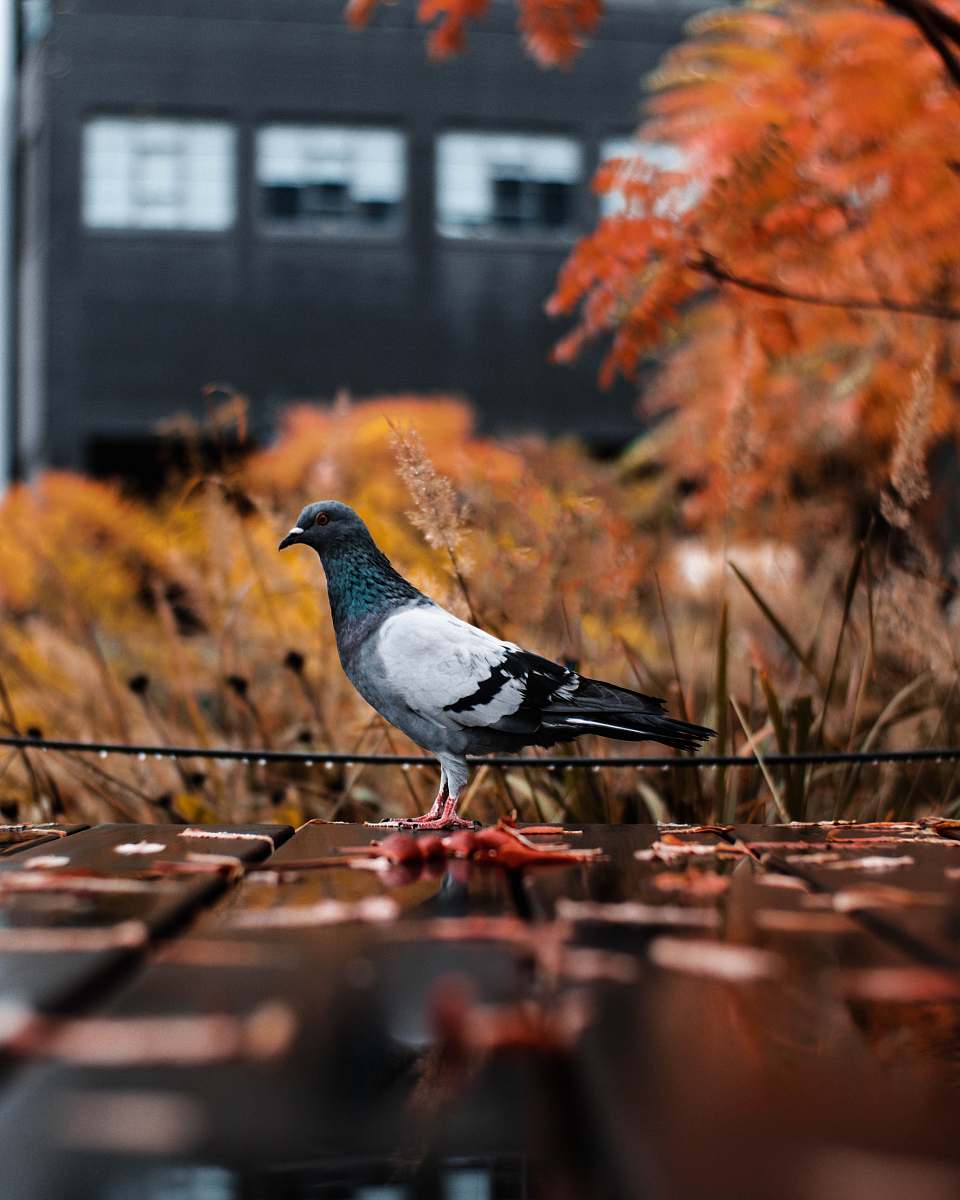 animal white and black pigeon on the ground pigeon