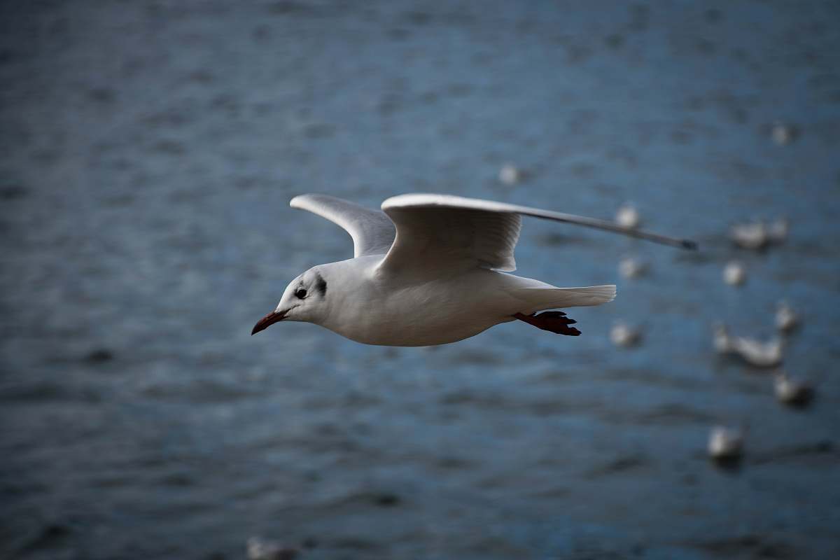 animal white and gray bird flying on mid air during daytime flying