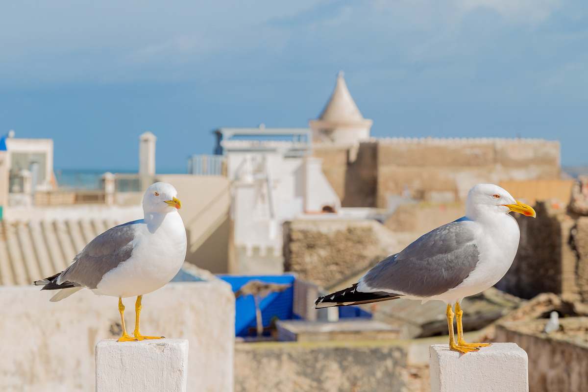 animal white-and-grey birds on white surface during daytime seagull