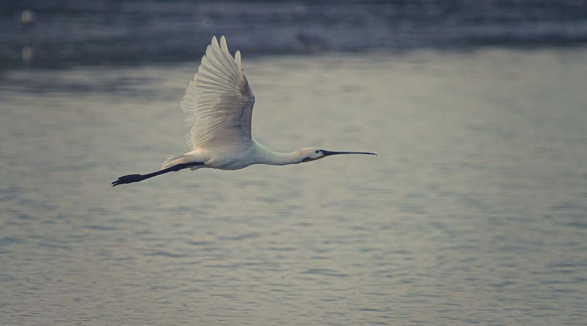 animal white bird grey
