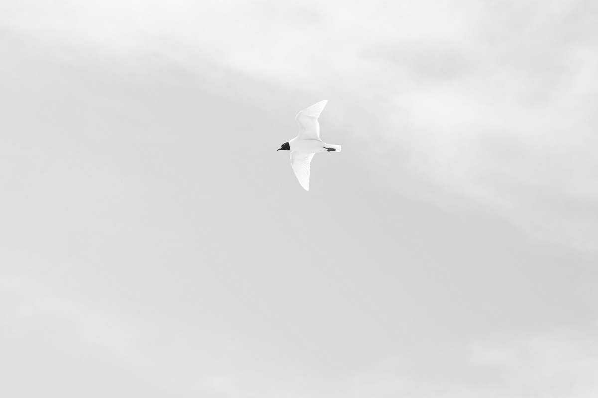 grey white bird flying in the sky black-and-white