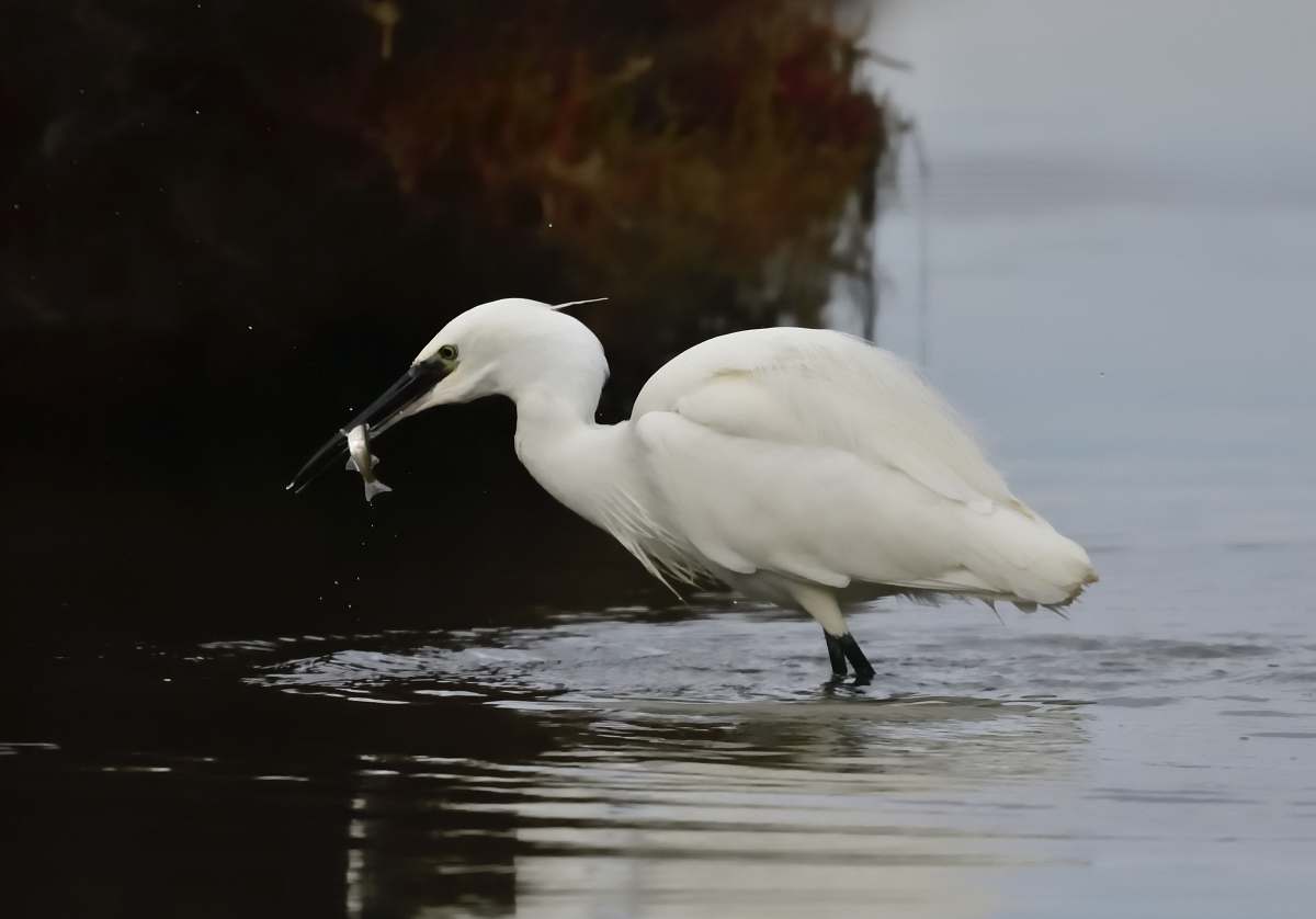 animal white bird in body of water waterfowl