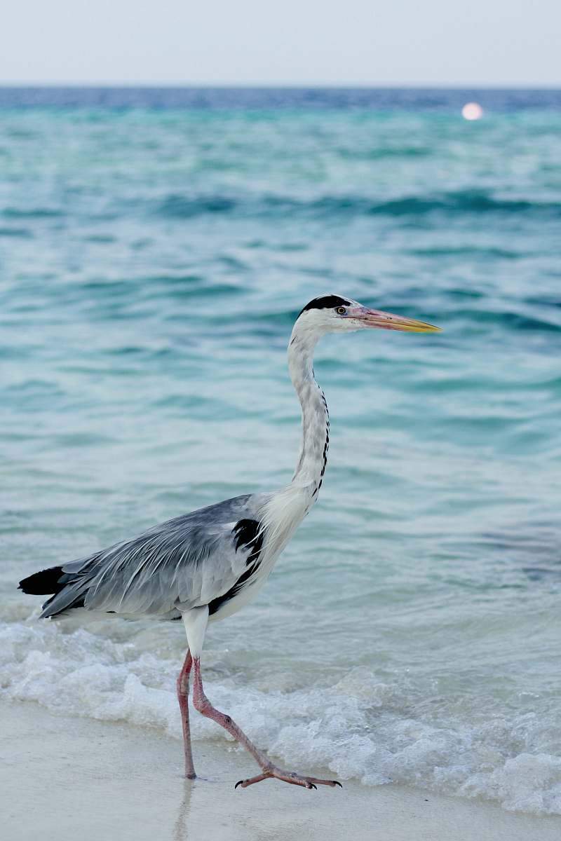 animal white bird on shore waterfowl