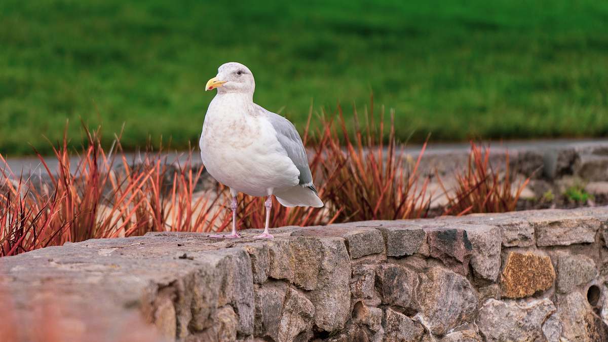 animal white bird standing on concrete pavement beak