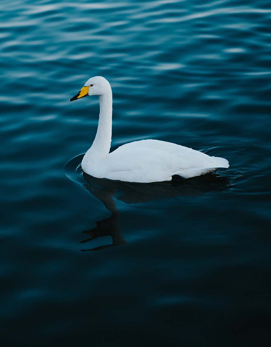animal white duck swan