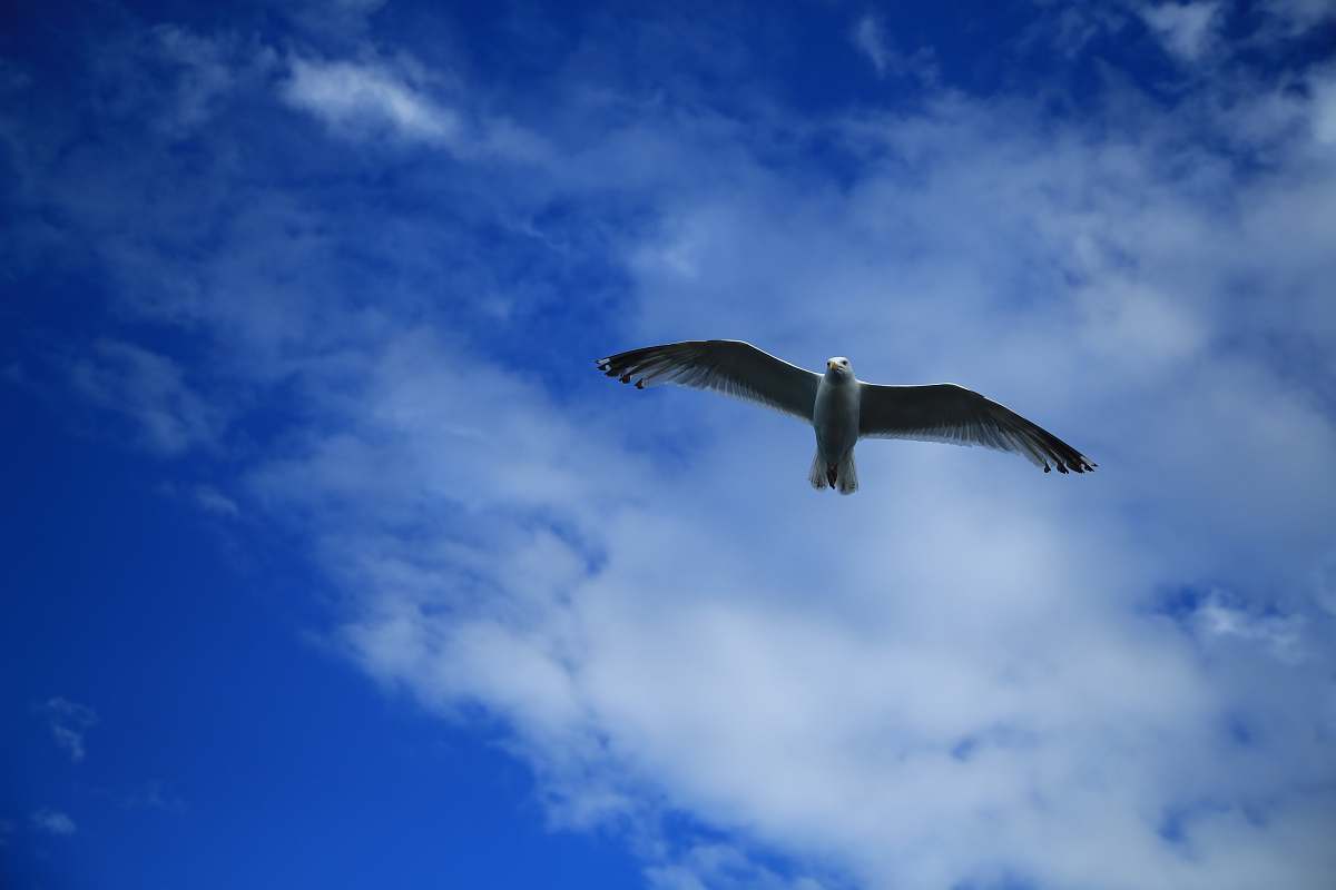animal white eagle seagull