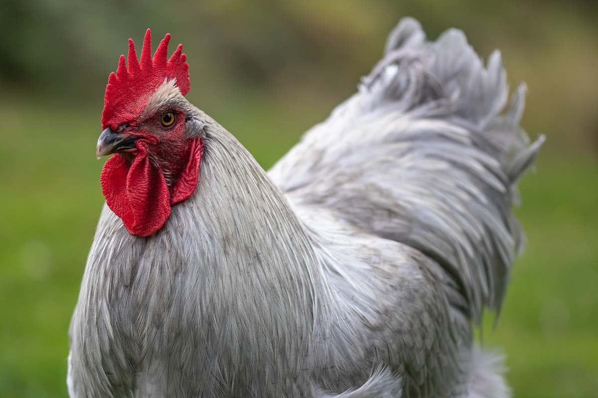chicken white rooster in close-up photo poultry