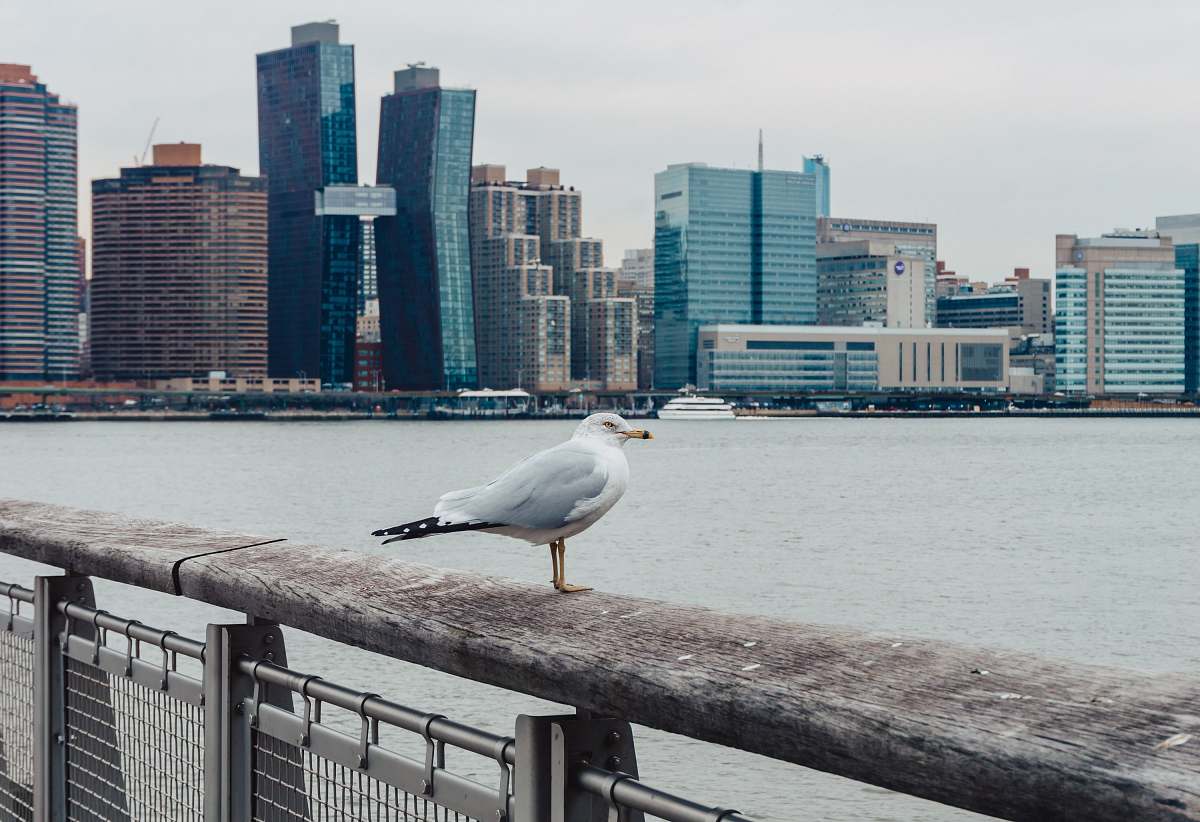 animal white seagull perching on brown handrail during daytime railing