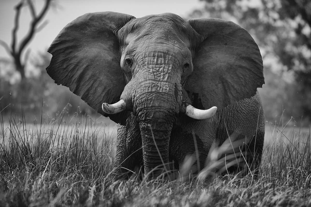 animal adult elephant at the field elephant