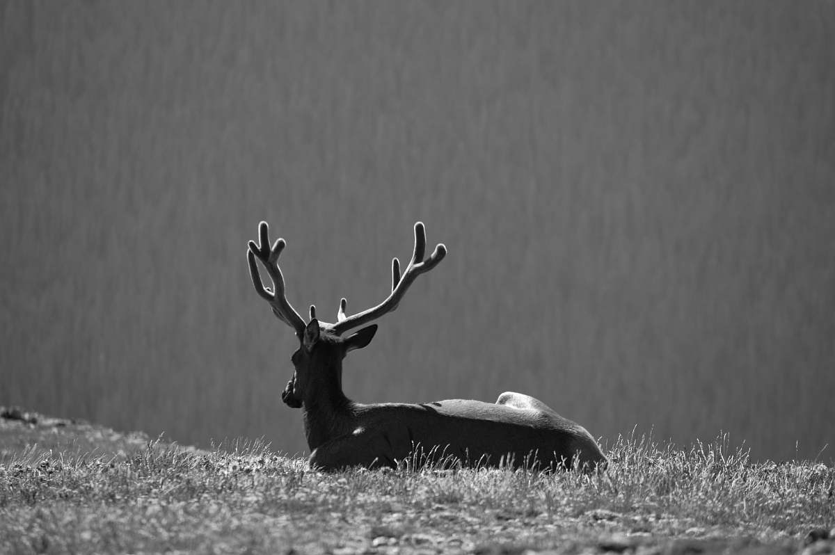 deer black and white deer head wildlife