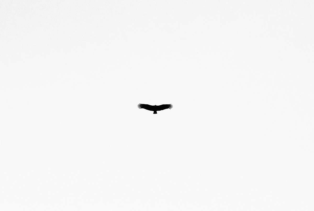 flying black bird bird