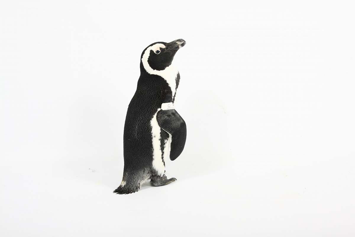 animal black penguin painting bird