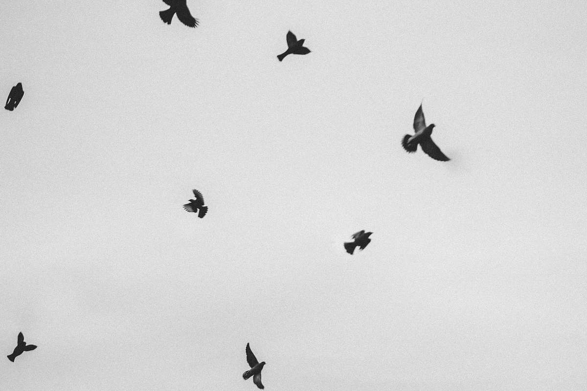 animal flock of birds during daytime bird