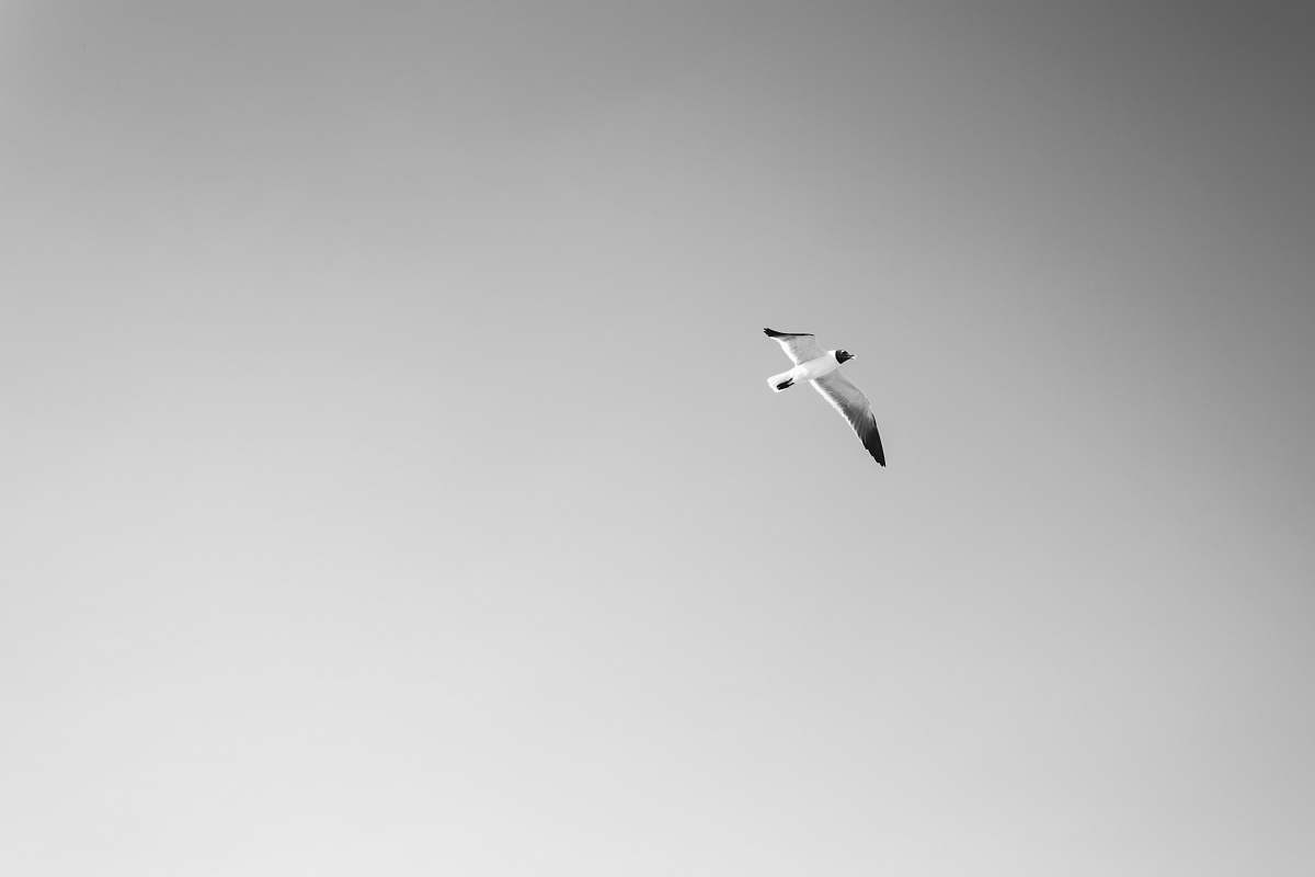 bird grayscale photo of bird flying grey