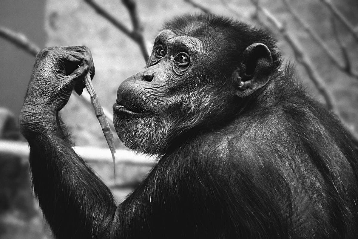 ape grayscale photo of monkey wildlife