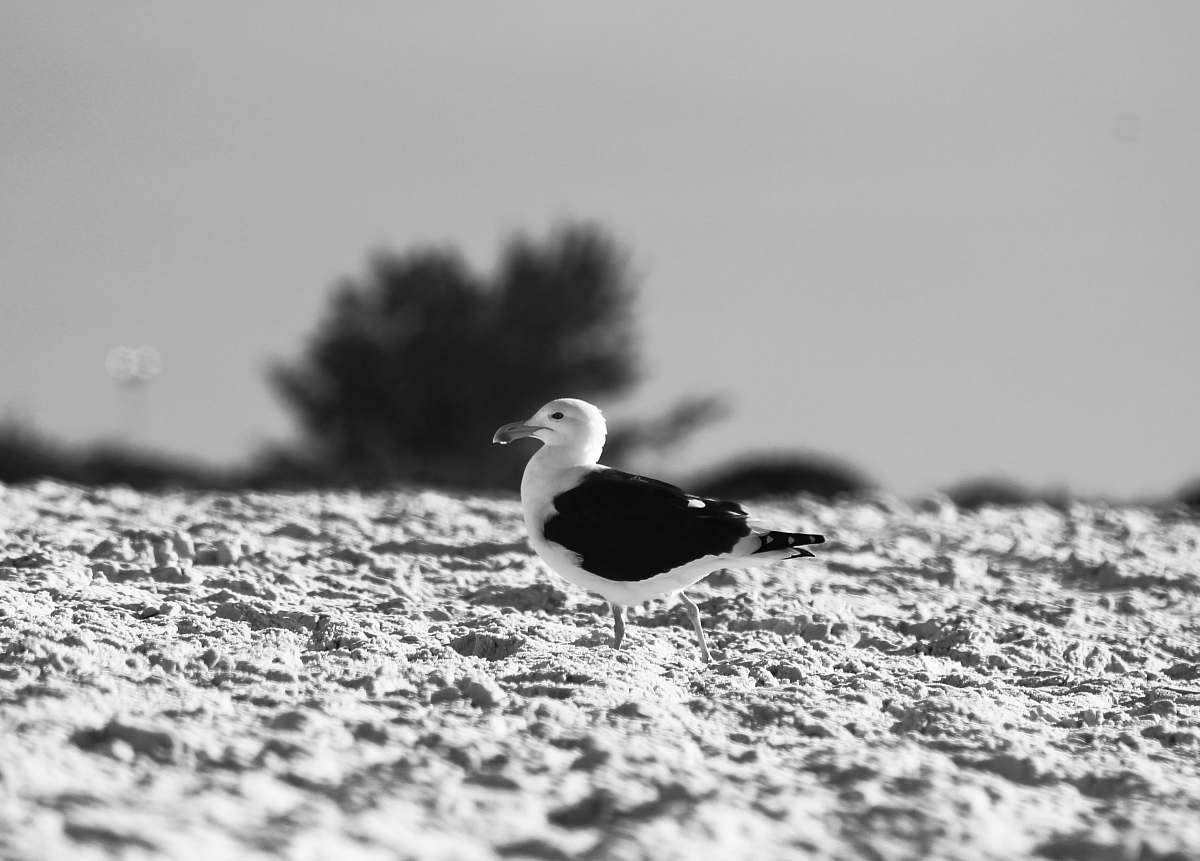 animal grayscale photo of seagull seagull