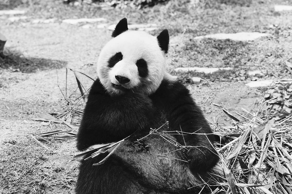 animal grayscale photography of panda bear