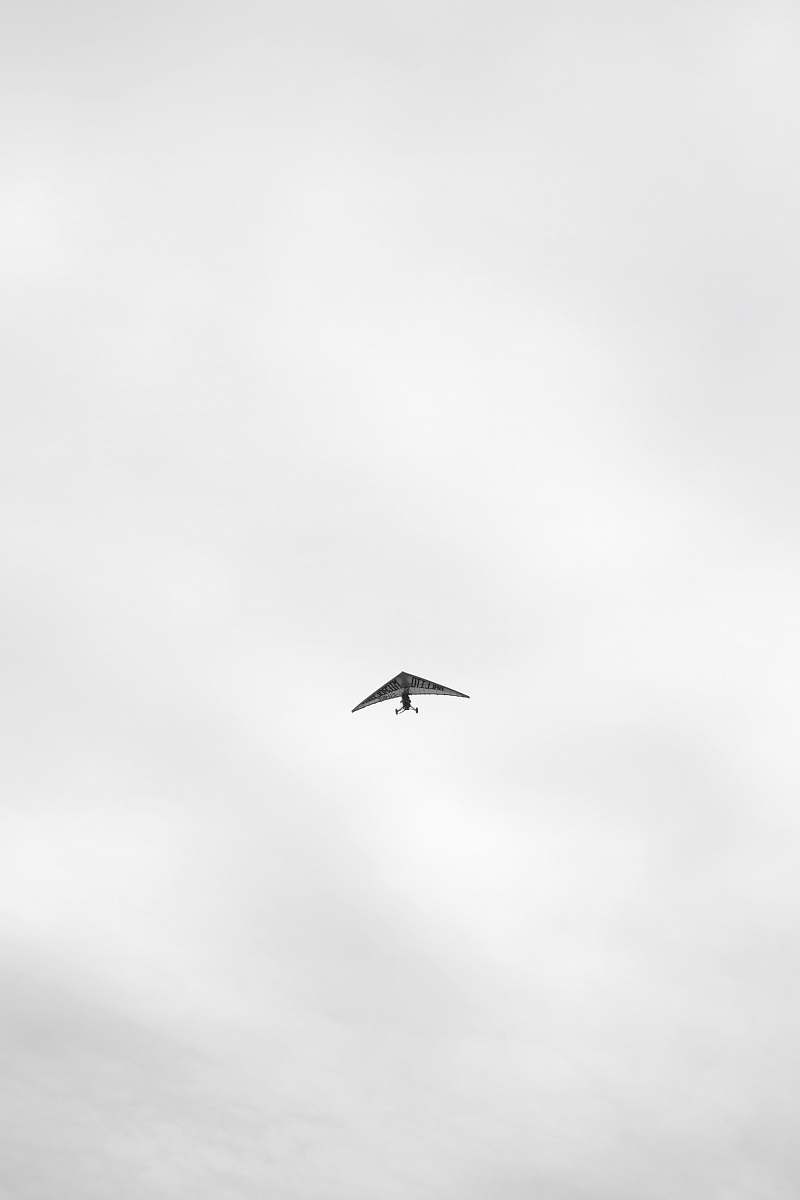 animal grayscale photography of plane flying