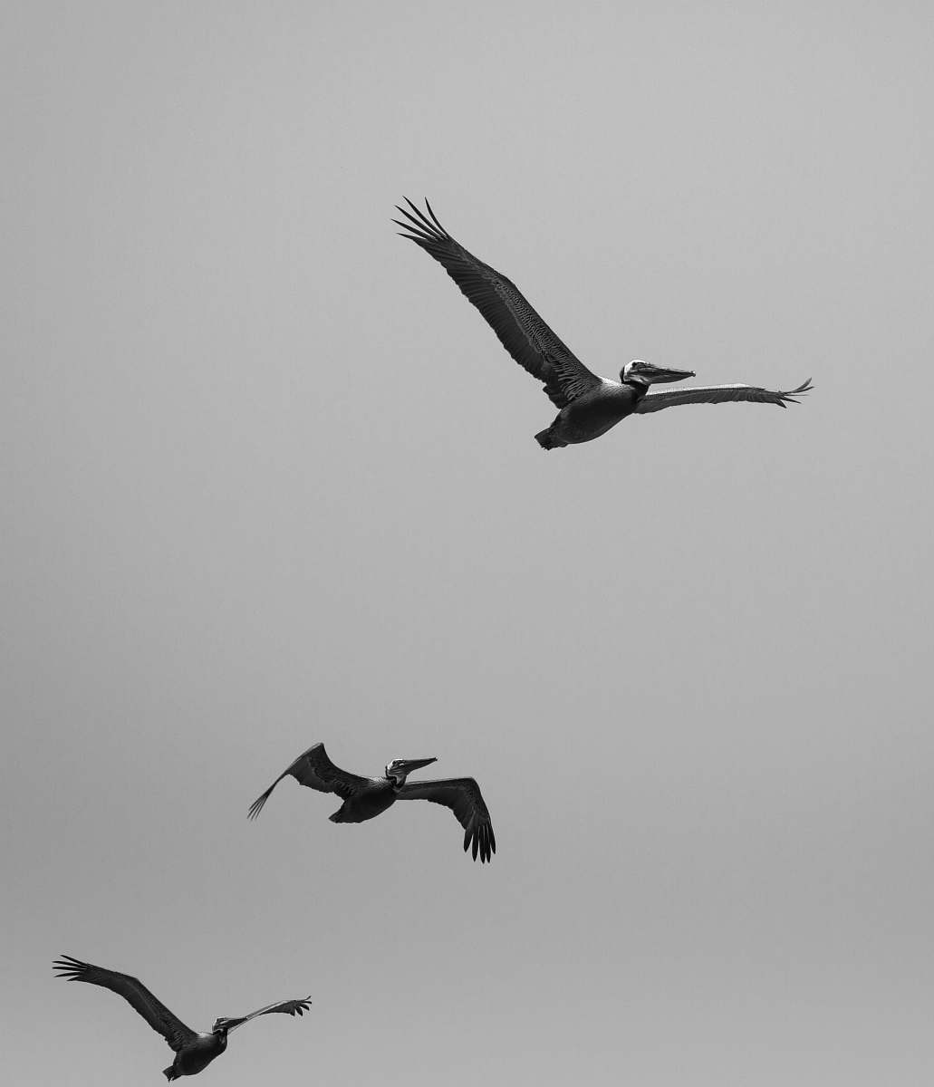 flying three gray birds flying bird