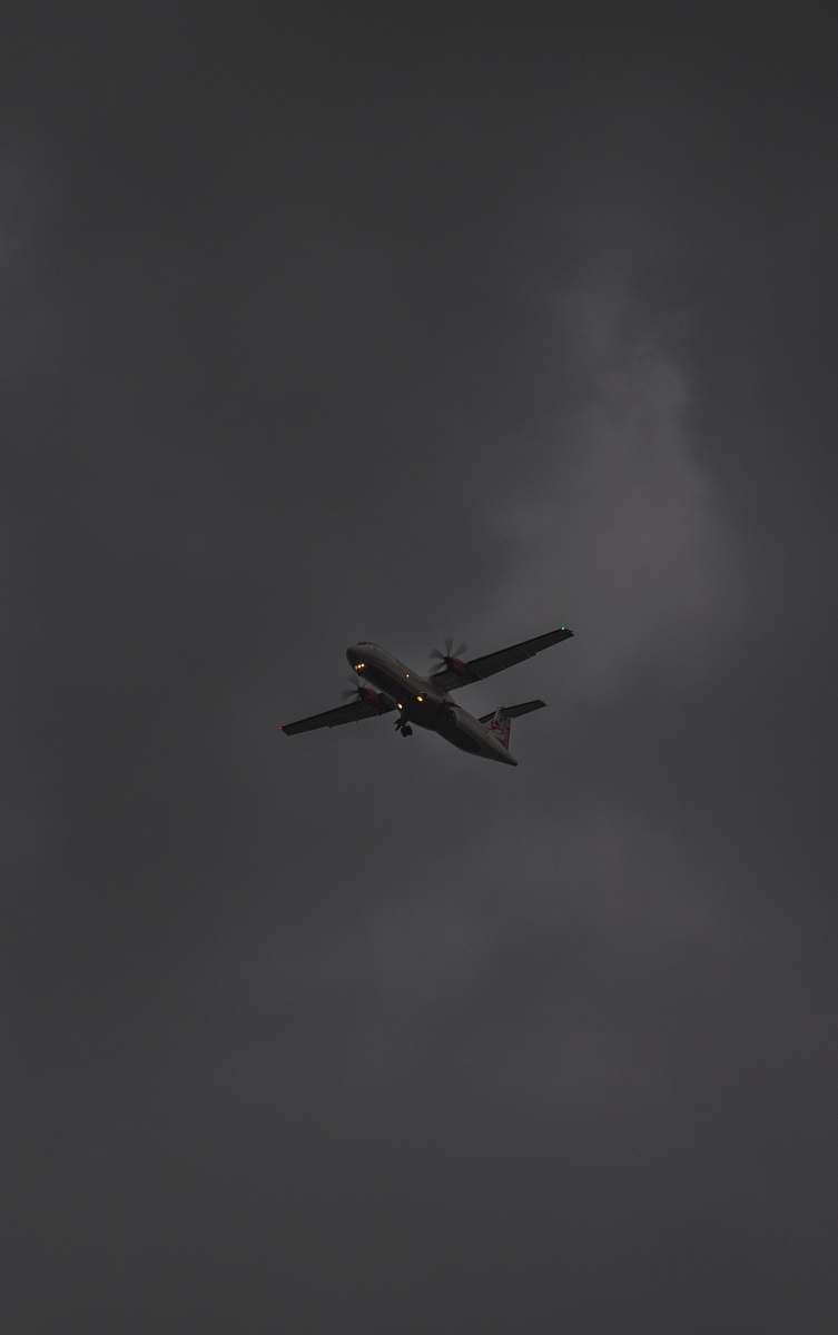 animal white plane under cloudy sky bird