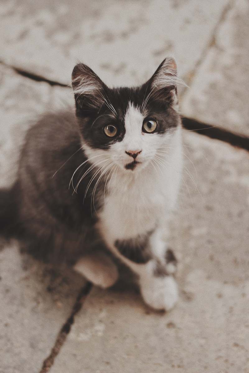 animal cat sitting on gray concrete pavement pet