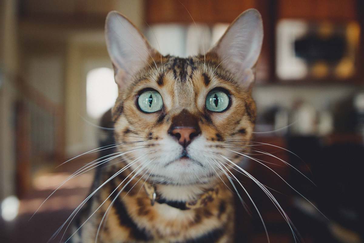 animal close photo of brown and white cat pet