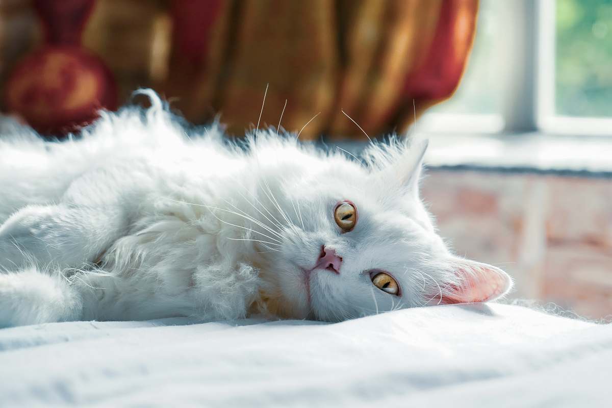 angora white cat lying on white textile pet