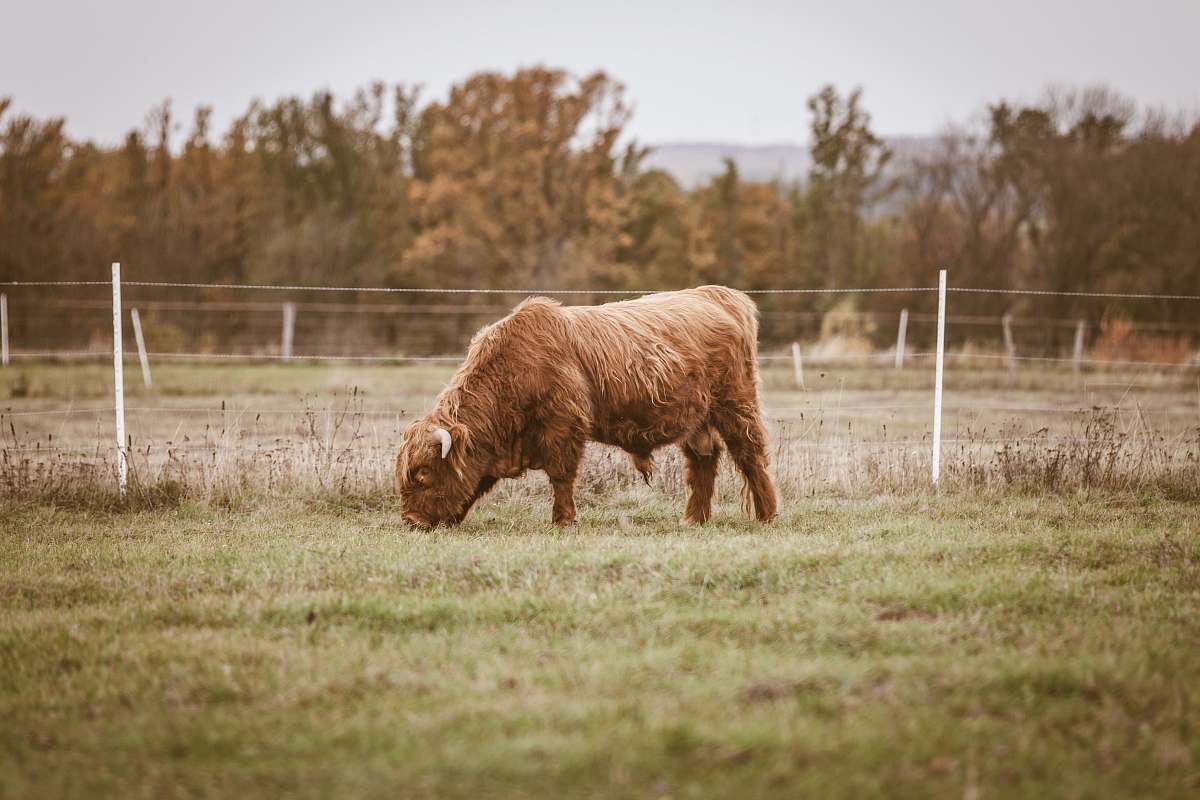 animal selectbrown bison eating grass cow