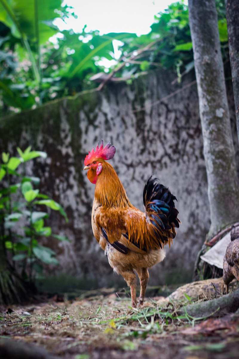 fowl brown rooster near tree at backyard poultry