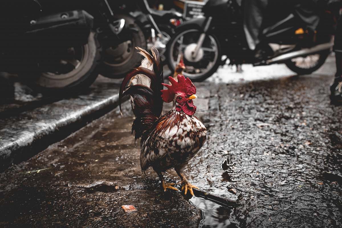 machine red, black and white rooster wheel