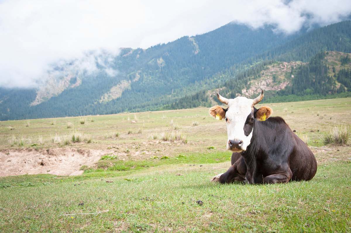 animal black and white cattle in green field under white skies cattle